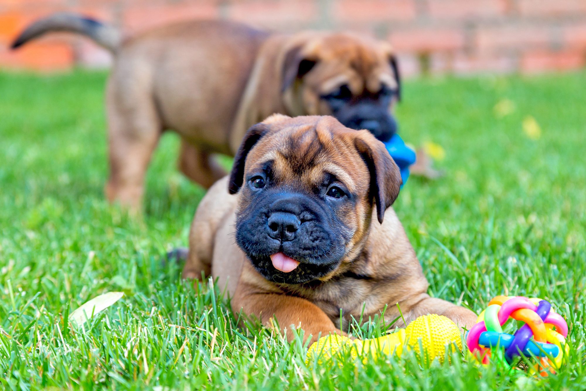 Bull mastiff